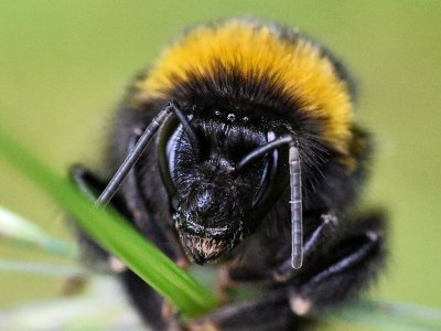 Fact check: False claim that bumblebees use acoustic levitation to move through the air