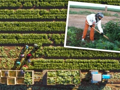 Faculty member's research aims to protect farmworkers from hazards in the field | Penn State University