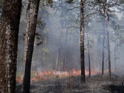 Fighting fire with fire: Study gauges public perception of prescribed burns | Penn State University
