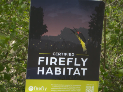 Firefly population expected to dip, PSU professor says