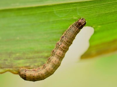 Flavonoids from sorghum plants kill fall armyworm pest on corn; may protect crop | Penn State University