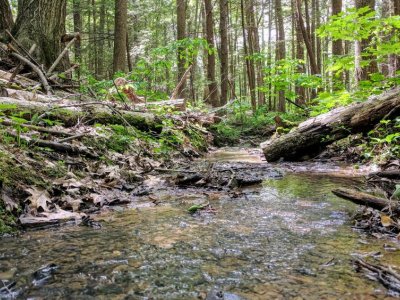 Forest soils release more carbon dioxide than expected in rainy season | Penn State University