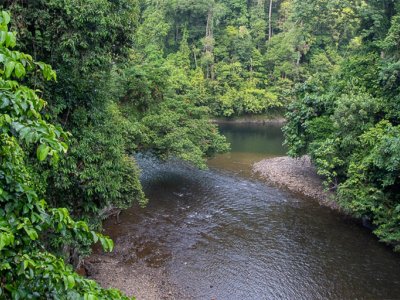 Fossil evidence confirms persistence of prehistoric forests in Brunei