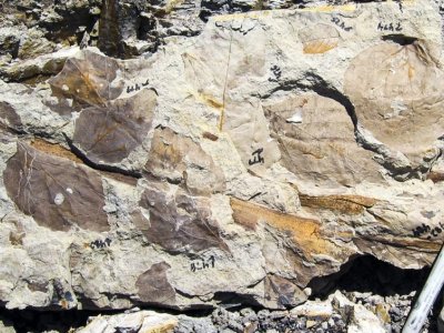 Fossils show widespread plant extinctions after asteroid wiped out dinosaurs | Penn State University