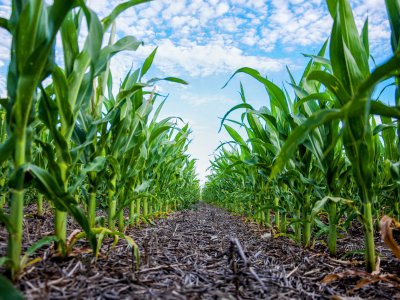Future corn crops could have higher drought tolerance