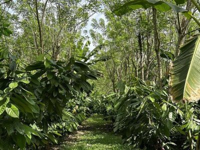 Grants awarded to Penn State faculty for tropical ecosystems research in Belize | Penn State University