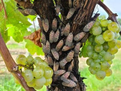 Grapevines may only need help to survive heavy spotted lanternfly infestations | Penn State University