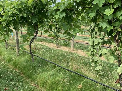 Growing cover crops under vineyard vines is a sustainability strategy | Penn State University