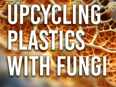 Growing Impact: Upcycling Plastics with Fungi