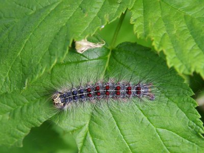 The gypsy moth has a new name, could do more damage this year