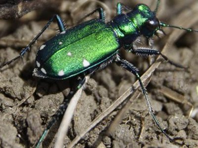 Habitat will dictate whether ground beetles win or lose against climate change | Penn State University