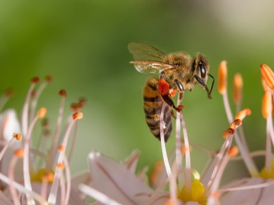 Heat waves reduce bees' ability to pollinate plants