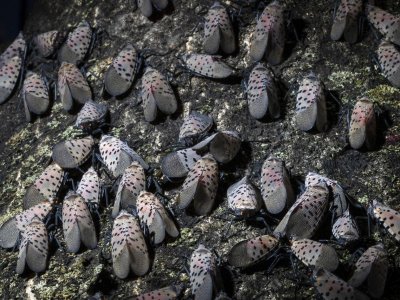 Here’s what you need to know about spotted lanternflies in Pa.