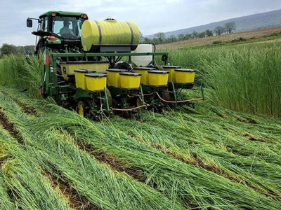 High nitrogen prices will make planting corn green tricky
