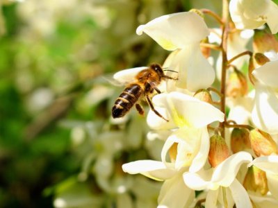 Honey bee virus has evolved to become less deadly in a U.S. forest