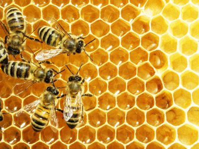Penn State study sheds light on why U.S. honey yields are dropping