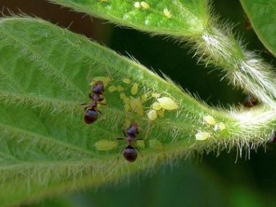 Honeydew contaminated with systemic insecticides threatens beneficial insects | Penn State University