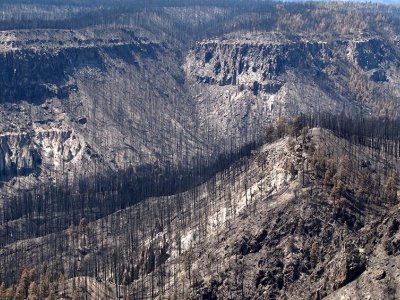 Hotter and drier conditions limit forest recovery from wildfires | Penn State University