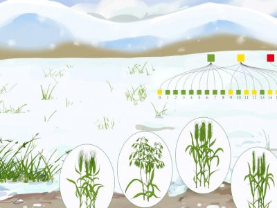 How grasses like wheat can grow in the cold | Penn State University