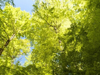 How Pa. trees can counter the effects of climate change