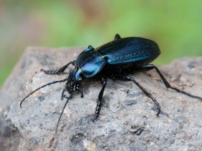 How will climate impact the beetles that protect our crops?