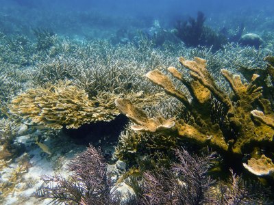 Elkhorn and staghorn corals on a reef