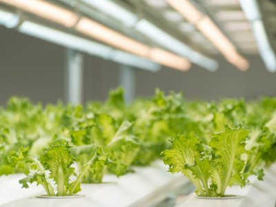 Lettuce grows under lights indoors