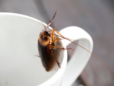 Injecting Cockroaches with CRISPR Gene Edits Their Offspring