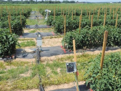 Internet-based precision irrigation system shows promise for fresh-market tomato | Penn State University