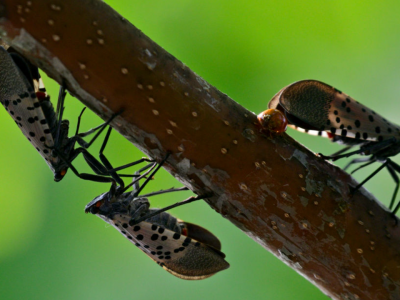 Invasive Lanternflies From China Causing Massive Damages to U.S. Agriculture Industry