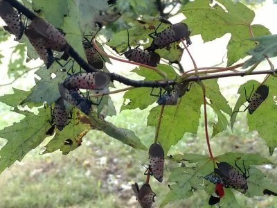 Invasive spotted lanternfly may not damage hardwood trees as previously thought | Penn State University