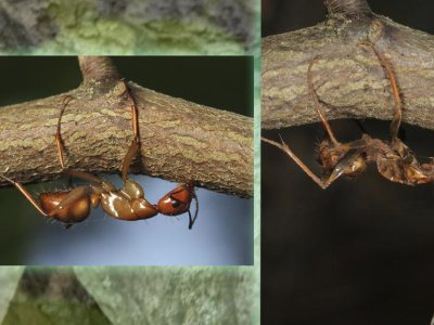 An invisible world: Explore the life of 'Zombie Ants' at the Arts Festival | Penn State University