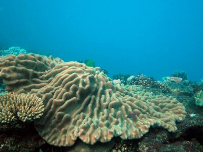 Iron deficiency in corals? | Penn State University