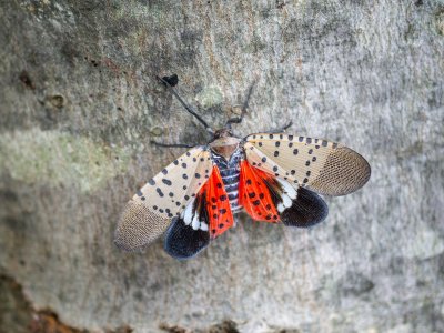It turns out humans and some animals have a common enemy: spotted lanternflies, says Penn State educator
