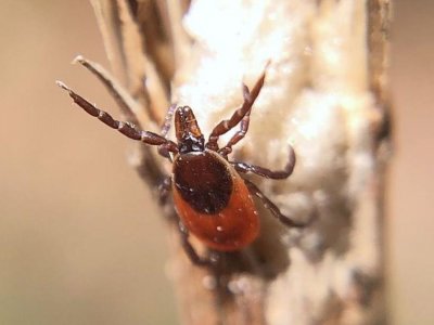 It's tick season: Learn to protect yourself and your animals with free webinars | Penn State University