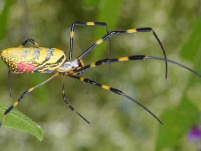 Joro spider fears in Pennsylvania have spun out of control - The Allegheny Front