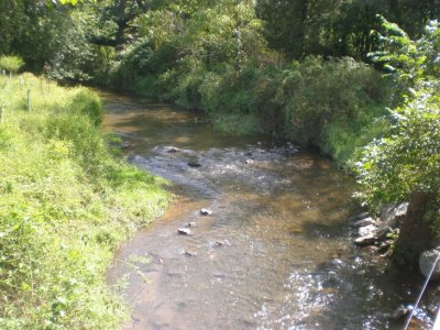 Land-use webinar to focus on making riparian buffers work in your community | Penn State University
