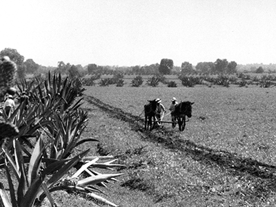 two horses walking through field with man at rear