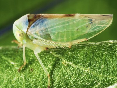 Leafhoppers' secret armor has inspired new invisibility cloaking technology