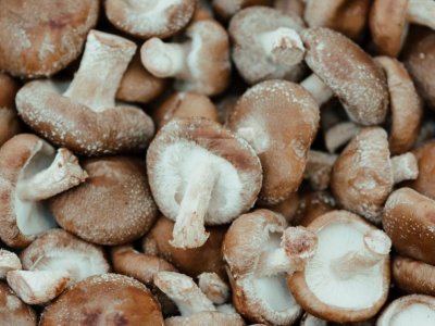 Is a little-known amino acid concentrated in mushrooms the key to healthy aging? | Penn State University