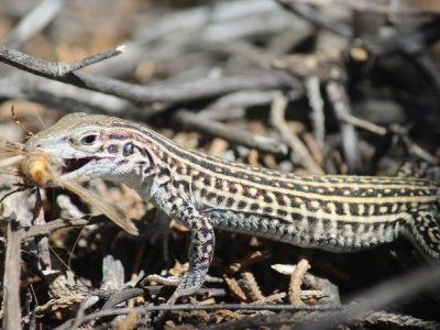 This lizard species stress-eats to cope with noisy US Army aircraft | CNN