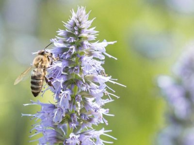Managing habitat for flowering plants may mitigate climate effects on bee health | Penn State University