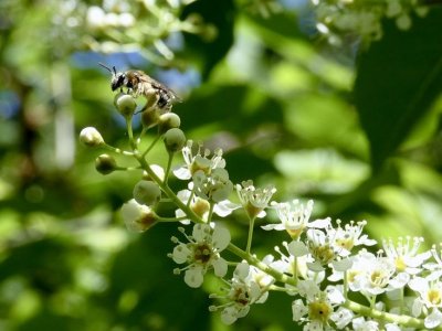 Mining for knowledge: Scientists identify bee that can aid black cherry recovery | Penn State University