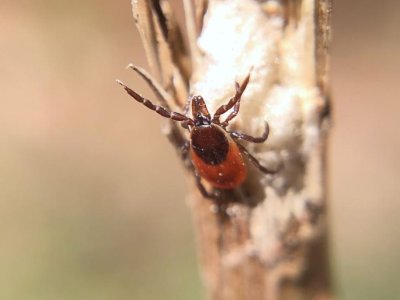 More than 100 years of data show Pennsylvania tick population shift | Penn State University