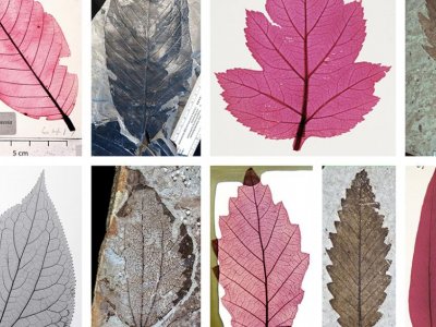 From museum to laptop: Visual leaf library a new tool for identifying plants  | Penn State University