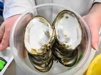 Mussels downstream of wastewater treatment plant contain radium, study reports | Penn State University