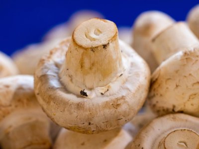 Natural compound in white button mushrooms could benefit animal, human health | Penn State University