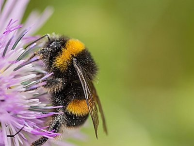 New clues about how carbon dioxide affects bumble bee reproduction | Penn State University