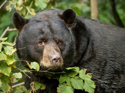 New Study: Black Bears Likely Contributing to Deer Tick Explosion in the East