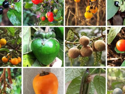 New tomato, potato family tree shows that fruit color and size evolved together | Penn State University
